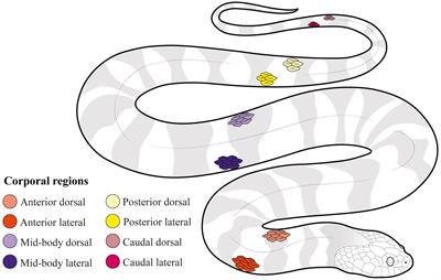 The mechanosensory world in aquatic snakes: corporal scale sensilla in three species of Neotropical freshwater dipsadine